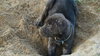 Pf Litter-Pebbles - ADOPTED 08.09.12