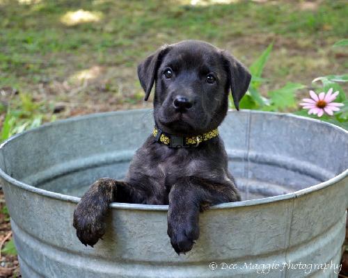 Pf Litter-Pebbles - ADOPTED 08.09.12