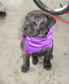 Pf Litter-Pebbles - ADOPTED 08.09.12
