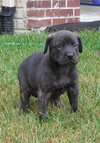 Pf Litter-Pebbles - ADOPTED 08.09.12