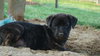 Pf Litter-Pebbles - ADOPTED 08.09.12