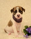 Summer - ADOPTED 02.12.13