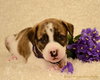 Summer - ADOPTED 02.12.13