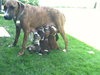 Summer - ADOPTED 02.12.13