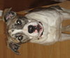 Summer - ADOPTED 02.12.13