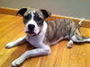 Summer - ADOPTED 02.12.13