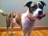 Summer - ADOPTED 02.12.13