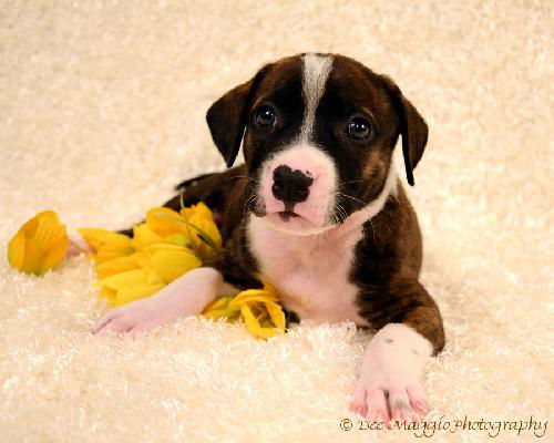 Of Litter-Faith - ADOPTED 08.04.12