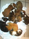 Of Litter-Faith - ADOPTED 08.04.12