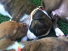 Of Litter-Dash - ADOPTED 08.04.12