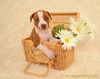 Zip - ADOPTED 10.03.13