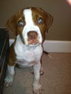 Zip - ADOPTED 10.03.13