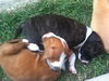 Zip - ADOPTED 10.03.13