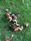 Zip - ADOPTED 10.03.13