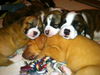 Zip - ADOPTED 10.03.13