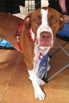 Zip - ADOPTED 10.03.13