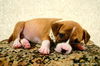 Of Litter-Rose - ADOPTED 08.05.12