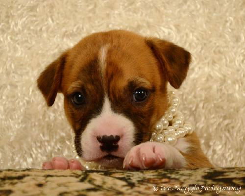 Of Litter-Rose - ADOPTED 08.05.12