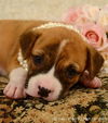 Of Litter-Rose - ADOPTED 08.05.12