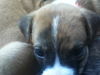 Of Litter-Rose - ADOPTED 08.05.12