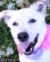 Jasmine-ADOPTED 11.26.12