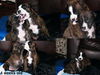 Qf Litter-Theodore-ADOPTED 8.15.12