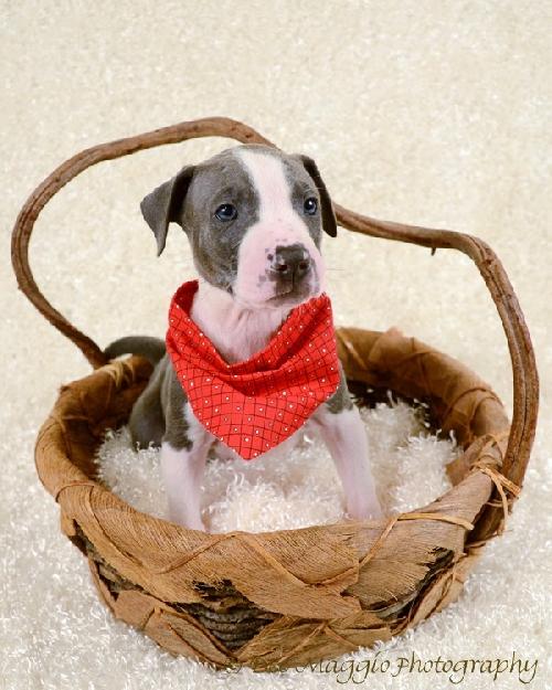 Rf Litter Arthur - ADOPTED 08.23.12