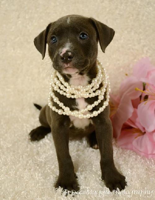 Rf Litter Jillian - ADOPTED 08.29.12
