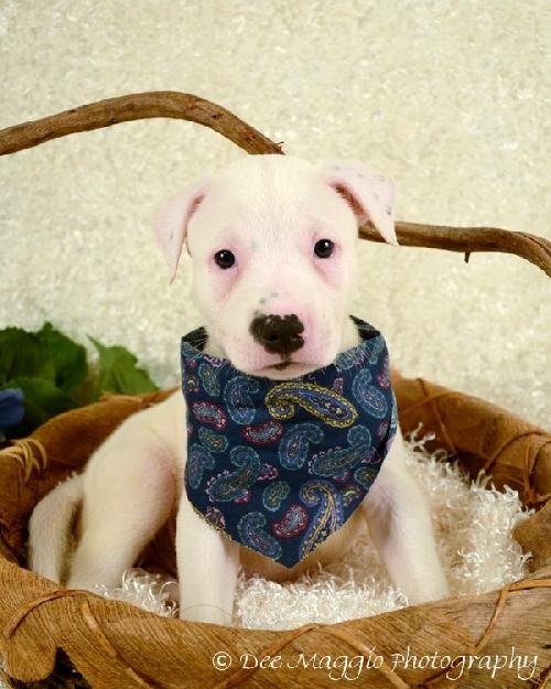 Rf Litter Lawson - ADOPTED 08.29.12