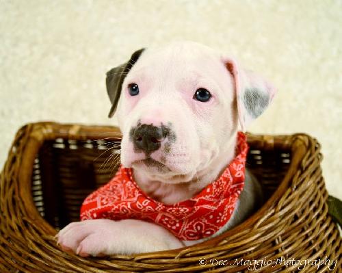 Rf Litter Bentley - ADOPTED 08.23.12