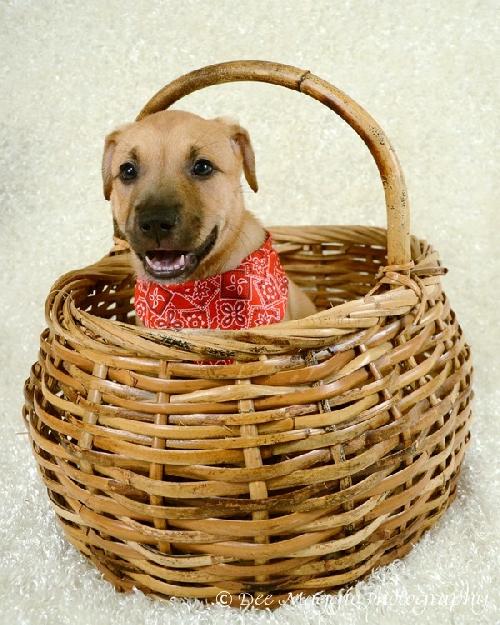 Rf Litter-Edward-ADOPTED