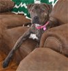 Lizzy (HP) - ADOPTED-11.13.15
