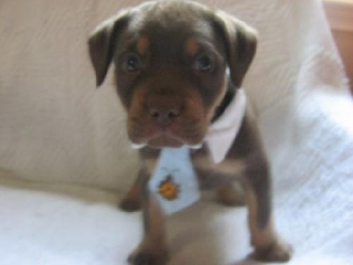 Sf Litter-Sidney ADOPTED