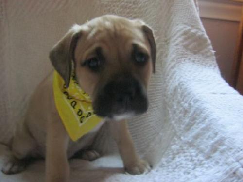 Sf Litter-Shauna-ADOPTED