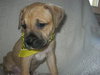 Sf Litter-Shauna-ADOPTED