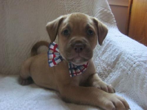 Sf Litter-Samson-ADOPTED 8.21.12