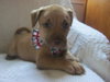 Sf Litter-Samson-ADOPTED 8.21.12
