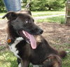 Skye-ADOPTED 11.07.13