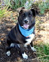 Skye-ADOPTED 11.07.13