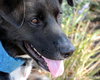 Skye-ADOPTED 11.07.13