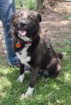 Skye-ADOPTED 11.07.13