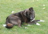 Skye-ADOPTED 11.07.13