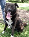 Skye-ADOPTED 11.07.13