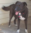 Skye-ADOPTED 11.07.13