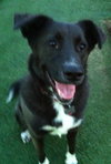 Skye-ADOPTED 11.07.13