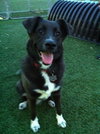 Skye-ADOPTED 11.07.13