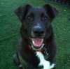 Skye-ADOPTED 11.07.13