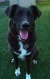 Skye-ADOPTED 11.07.13