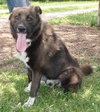 Skye-ADOPTED 11.07.13