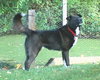 Skye-ADOPTED 11.07.13